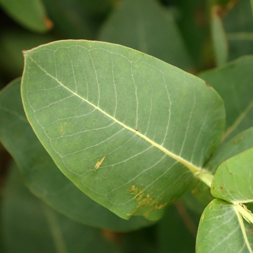 Eucalyptus nitens (Folhagem)