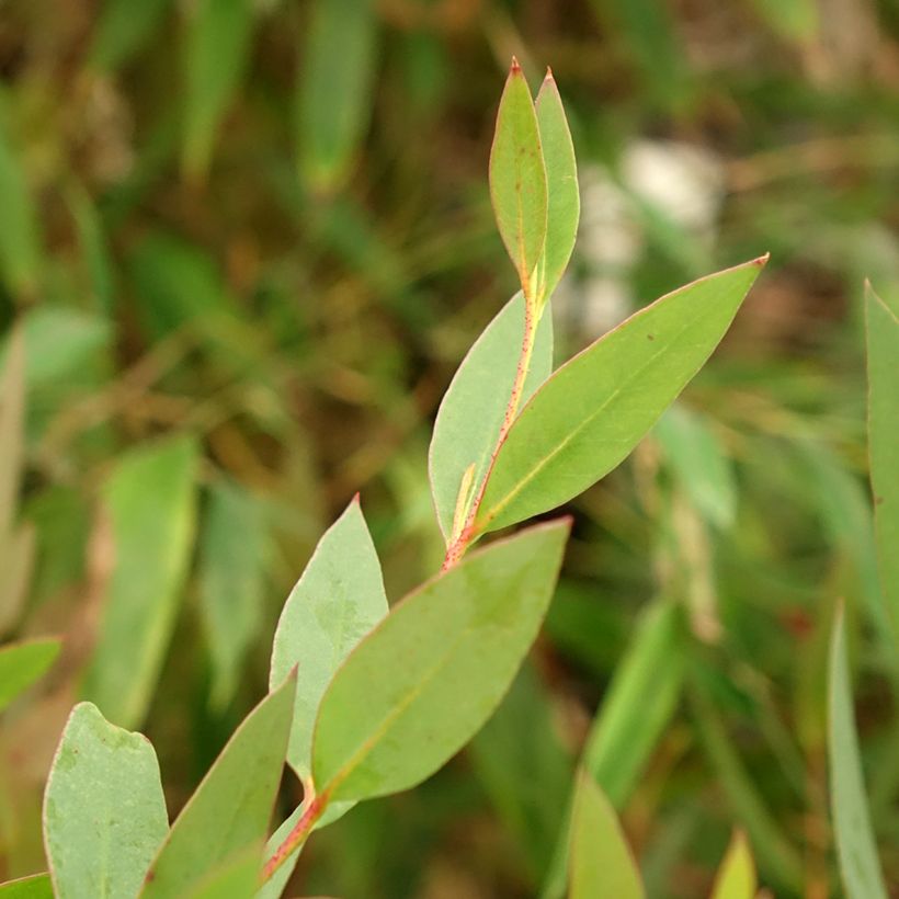 Eucalyptus nitida (Folhagem)