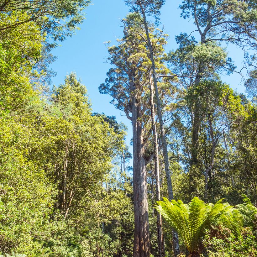 Eucalyptus obliqua (Hábito)