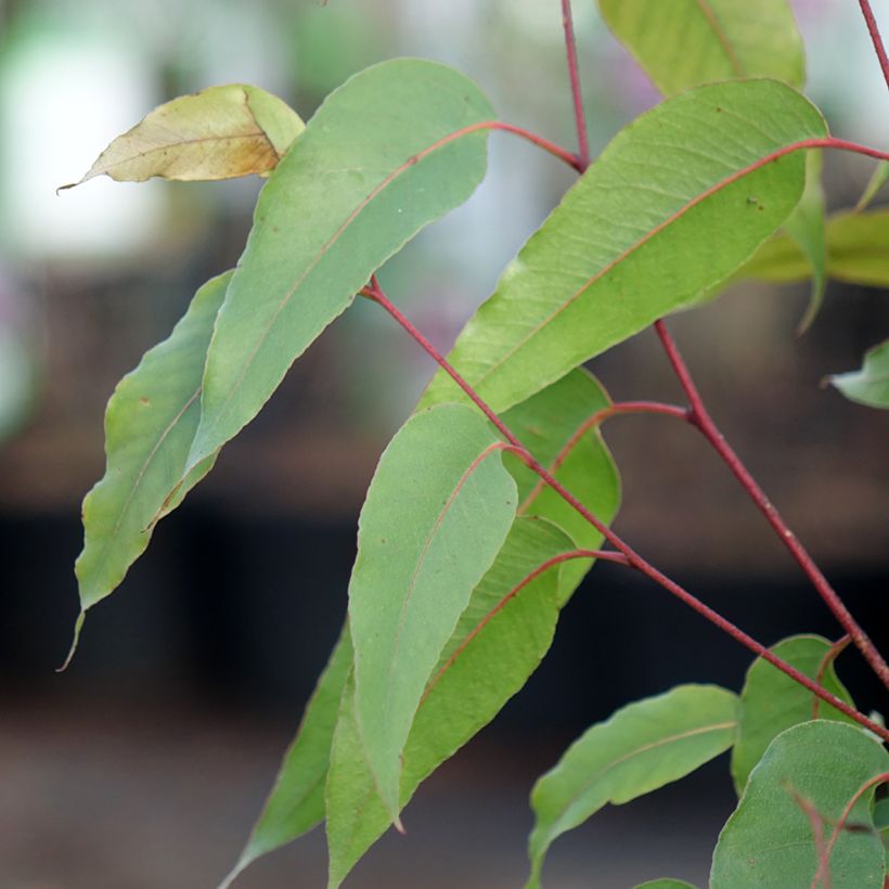 Eucalyptus obliqua (Folhagem)