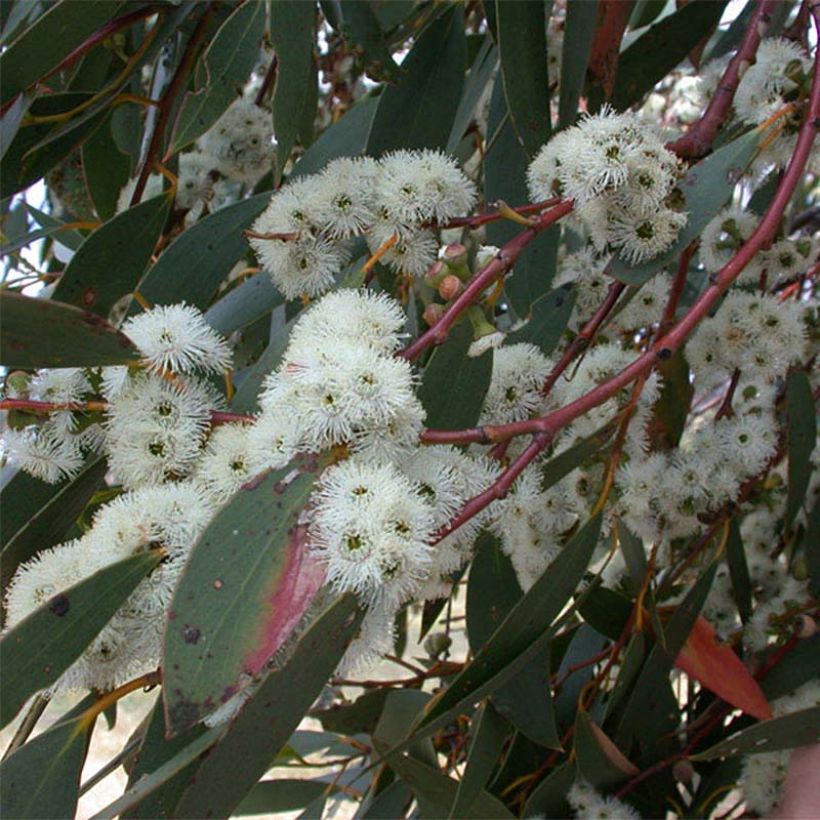 Eucalyptus parvula (Floração)