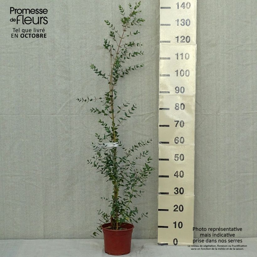 Amostra de Eucalyptus parvula Vaso de 8/9 cm tal como entregue no outono