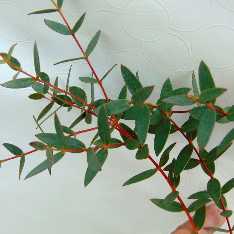 Eucalyptus parvula (Folhagem)