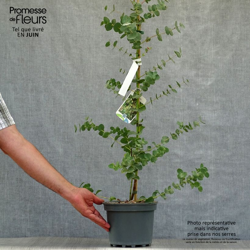 Amostra de Eucalyptus parvula Vaso de 3 L/4 L tal como entregue no verão