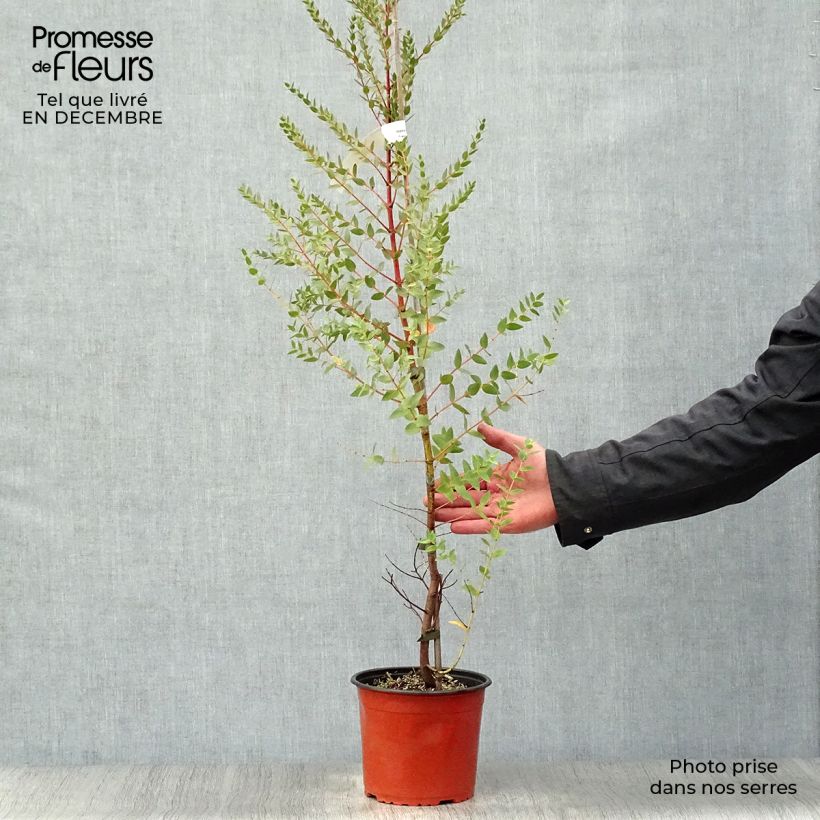 Amostra de Eucalyptus parvula Vaso de 8/9 cm tal como entregue no inverno