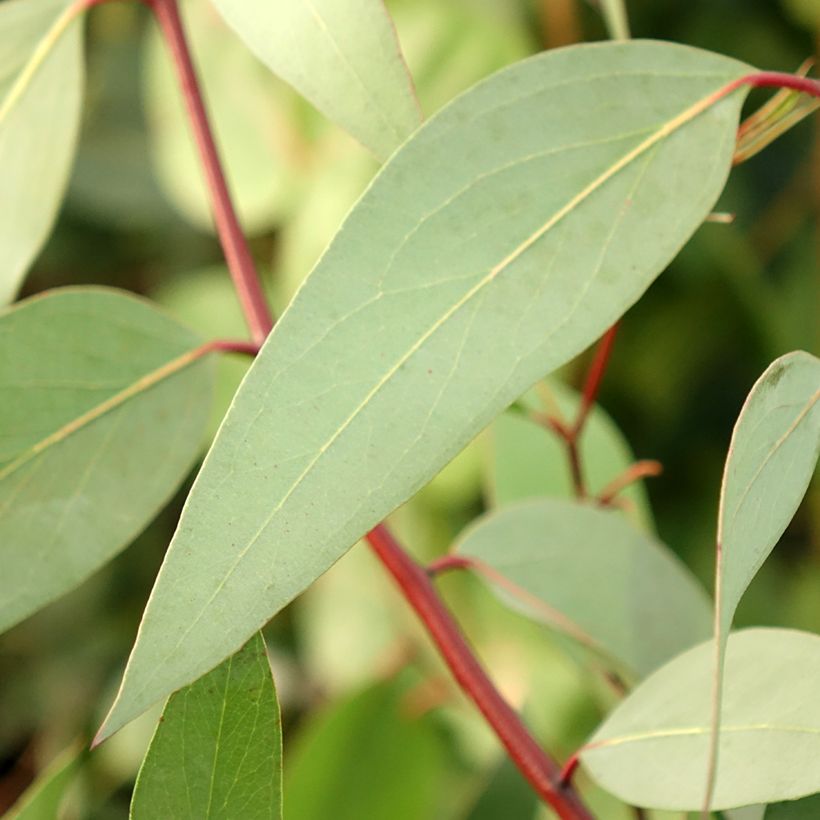 Eucalyptus pauciflora subsp. niphophila Mt Bogong (Folhagem)
