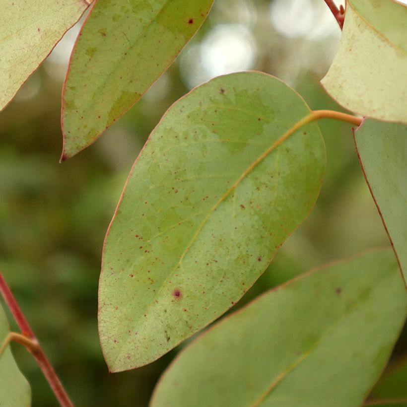 Eucalyptus pauciflora subsp. pauciflora Buffalo (Folhagem)