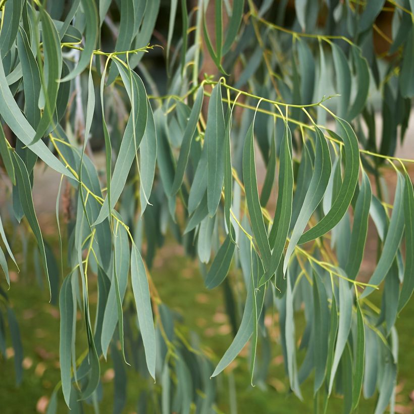 Eucalyptus perriniana (Folhagem)