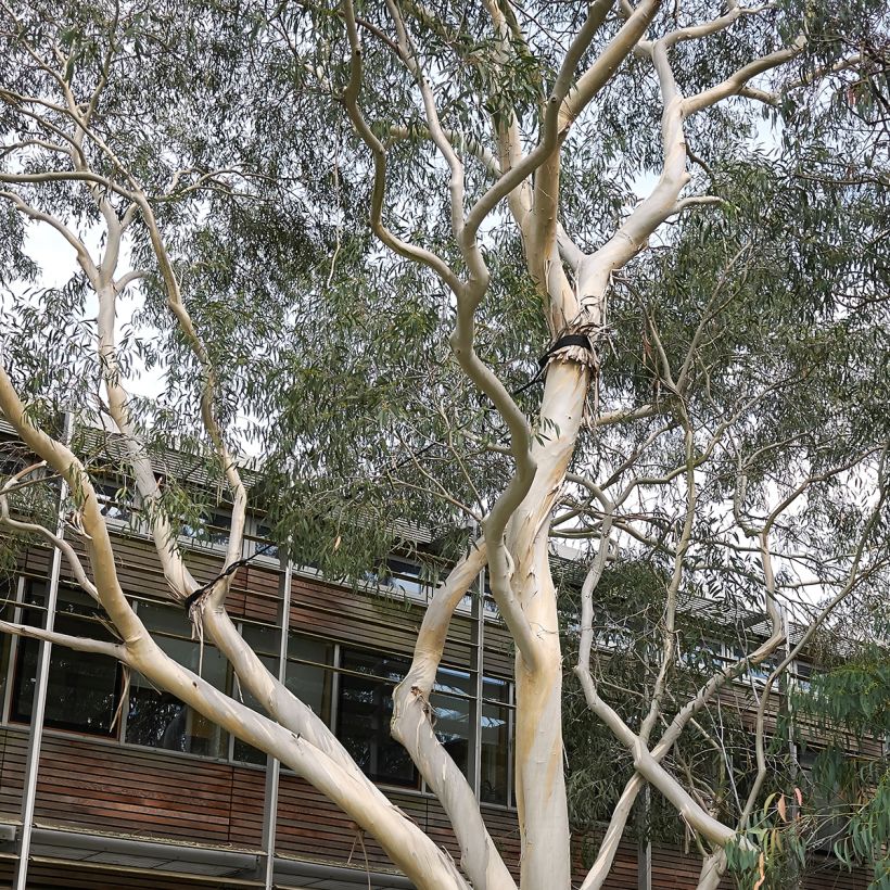 Eucalyptus perriniana (Hábito)