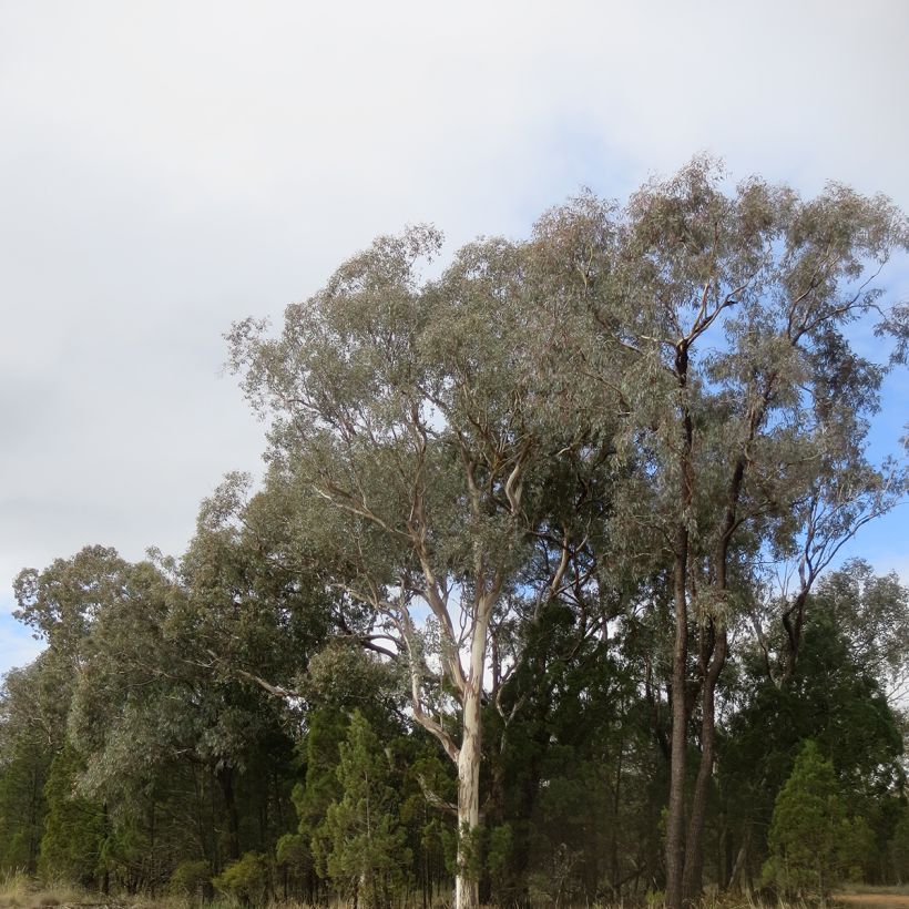 Eucalyptus polyanthemos (Hábito)
