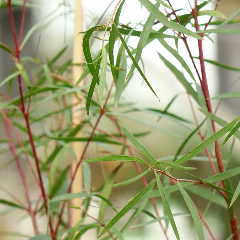 Eucalyptus pulchella (Folhagem)