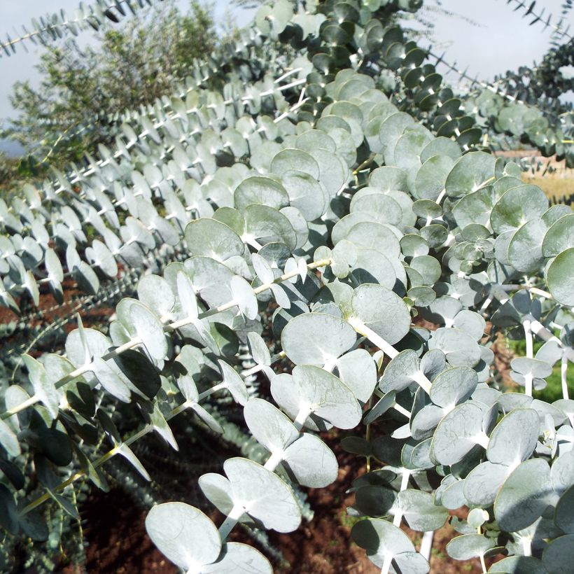Eucalyptus pulverulenta (Folhagem)