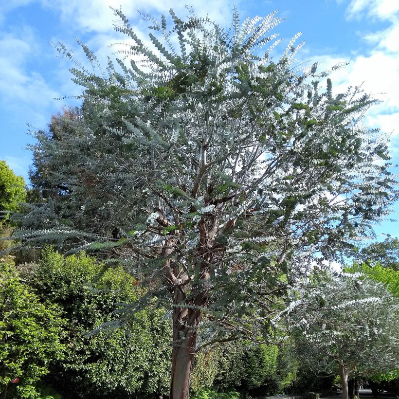 Eucalyptus pulverulenta (Hábito)