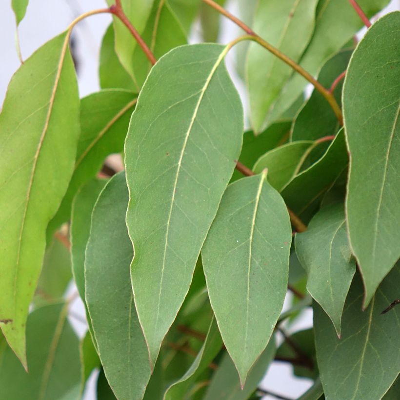 Eucalyptus regnans (Folhagem)