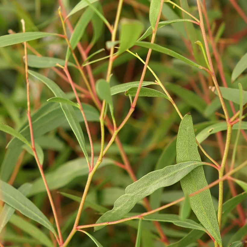 Eucalyptus rodwayi (Folhagem)