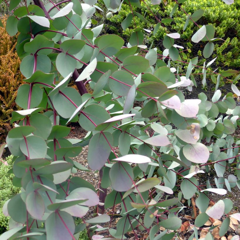 Eucalyptus rubida (Folhagem)