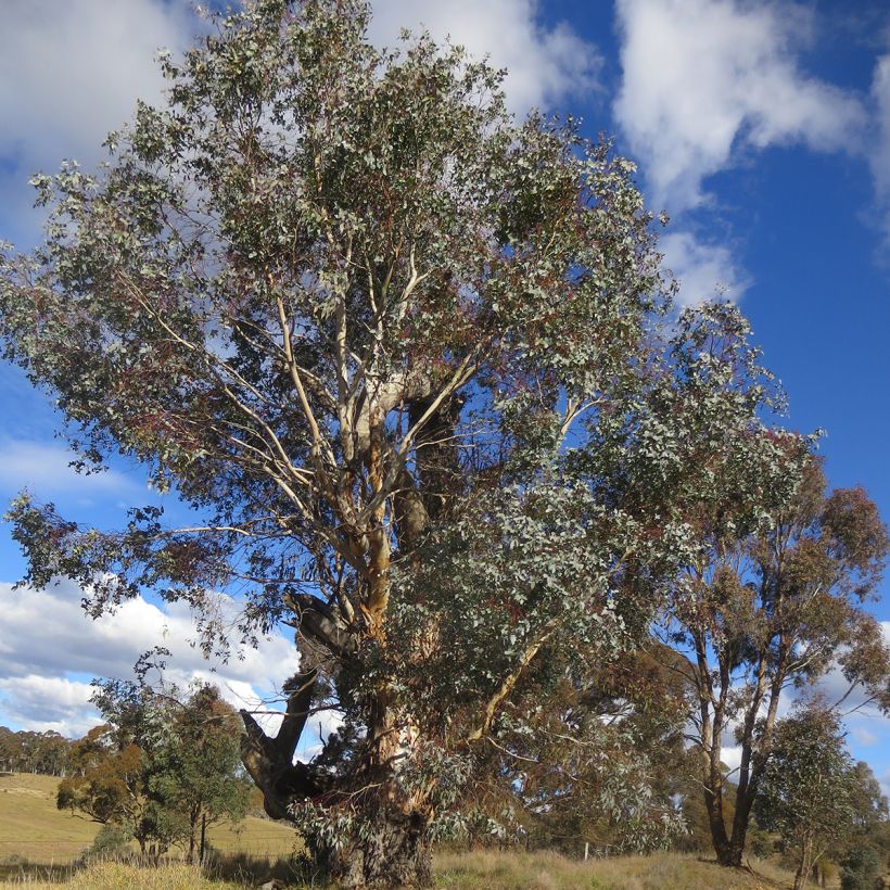 Eucalyptus rubida (Hábito)