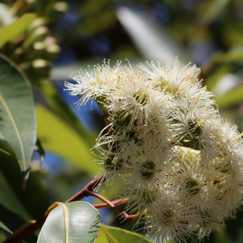 Eucalyptus scoparia (Floração)
