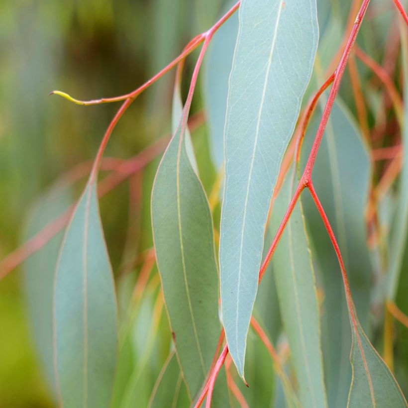 Eucalyptus sideroxylon (Folhagem)