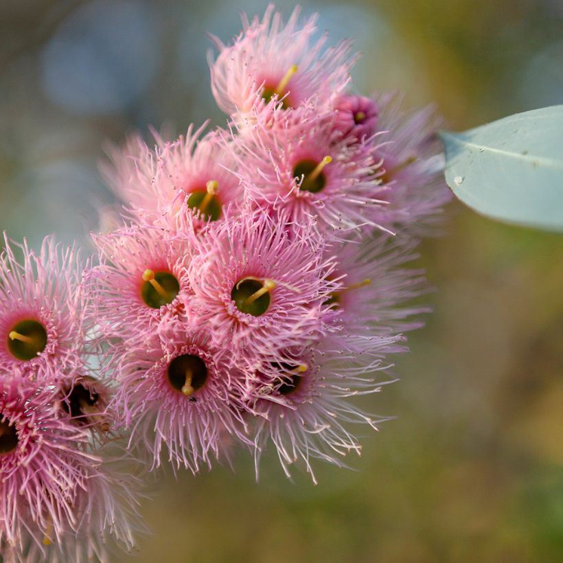 Eucalyptus sideroxylon (Floração)