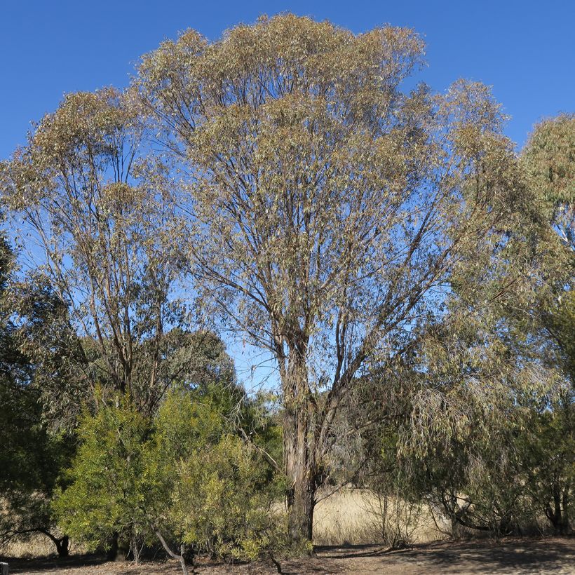 Eucalyptus stellulata Kiandra (Hábito)