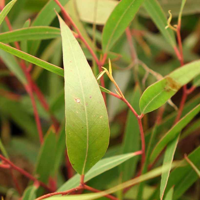 Eucalyptus stricta (Folhagem)