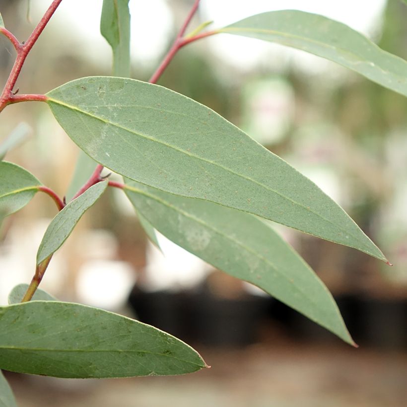 Eucalyptus tetraptera (Folhagem)
