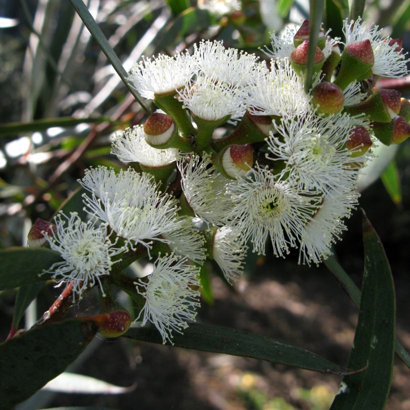 Eucalyptus gregsoniana (Floração)