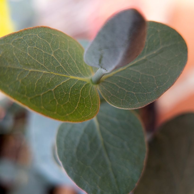 Eucalyptus pulverulenta Baby Blue Spiral em sementes (Folhagem)
