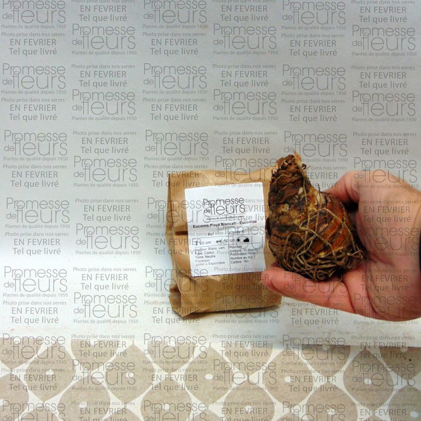 Exemplo de amostra de Eucomis Playa Blanca® - Eucomide Bulbo size 18/20 tal como entregue