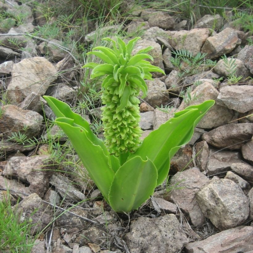 Eucomis autumnalis (Hábito)