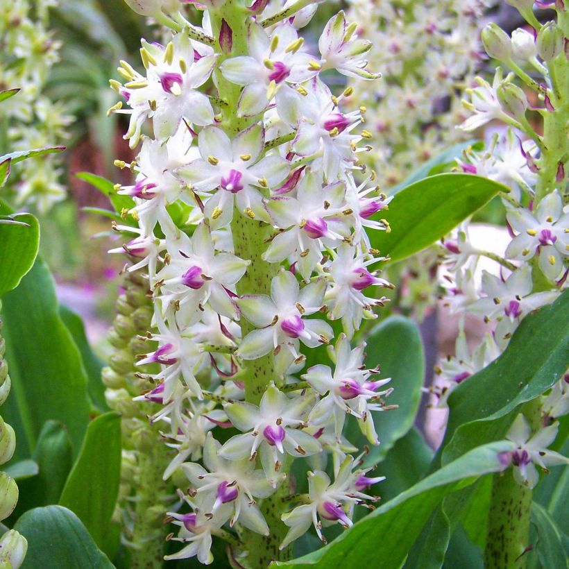 Eucomis bicolor (Floração)