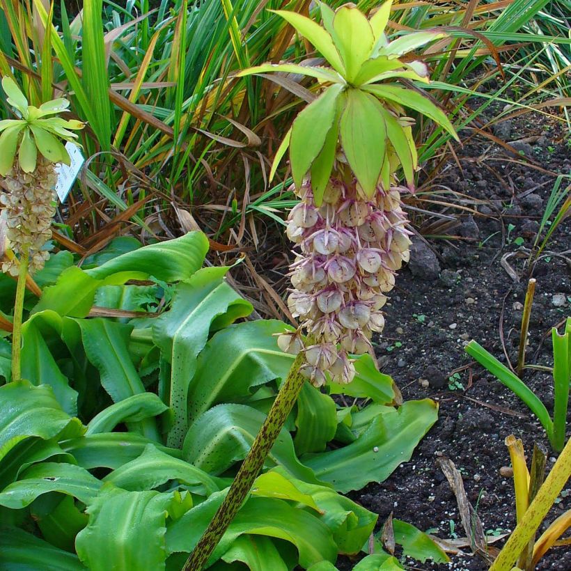Eucomis bicolor (Hábito)