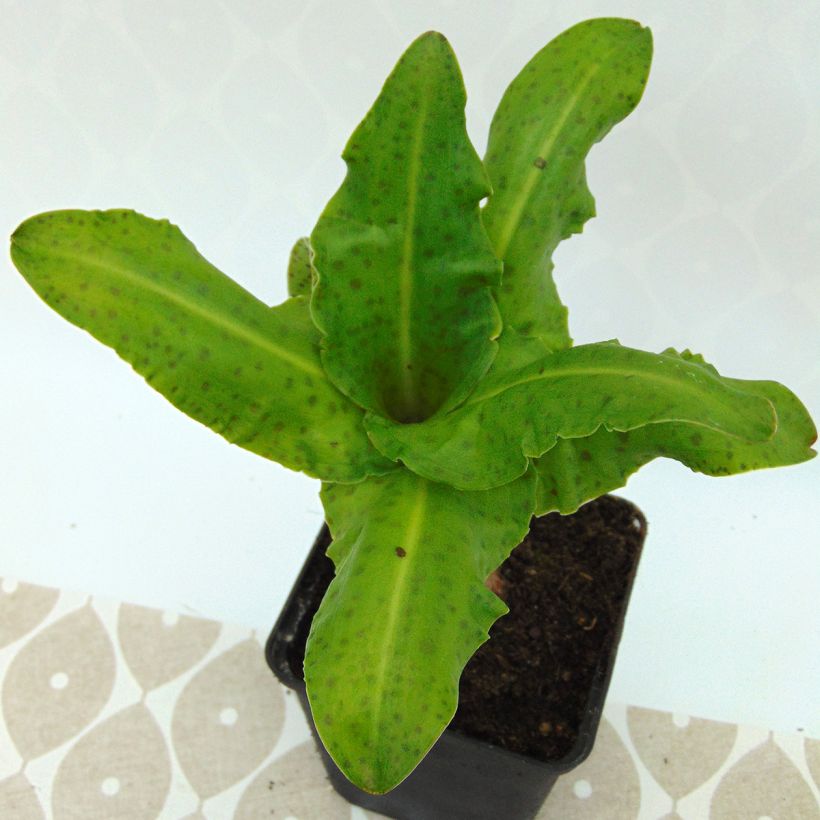 Eucomis bicolor Alba (Folhagem)