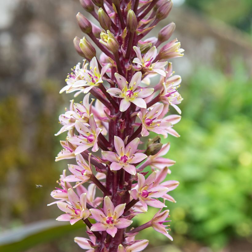 Eucomis comosa Indian Summer (Floração)