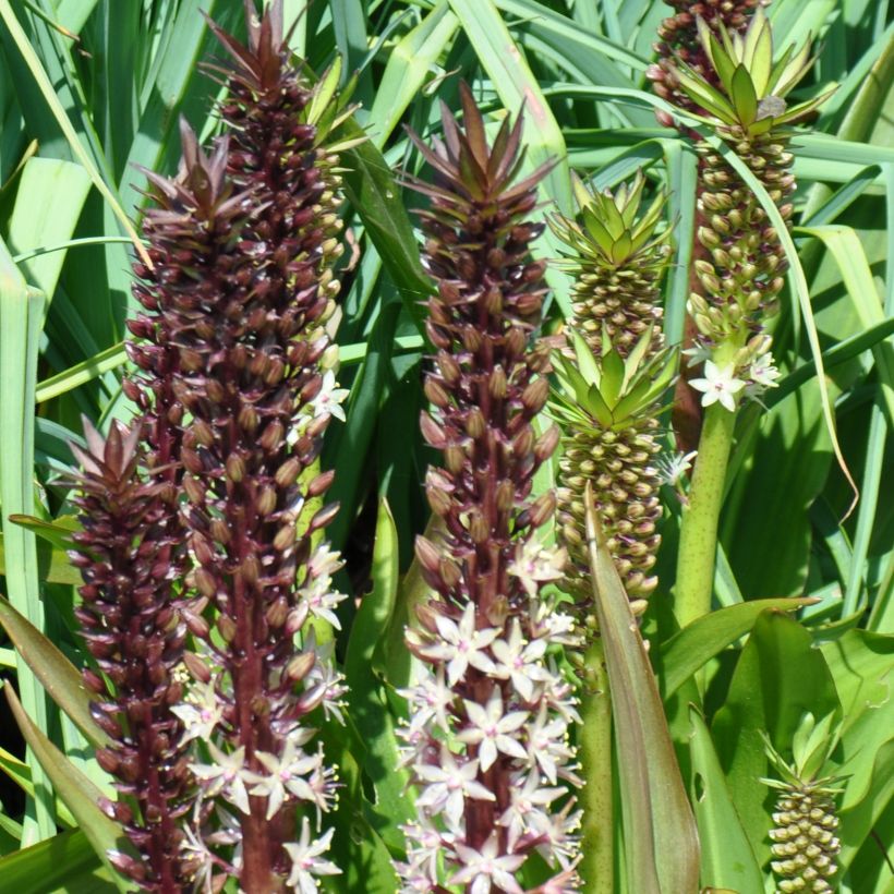 Eucomis comosa Sparkling Burgundy (Hábito)