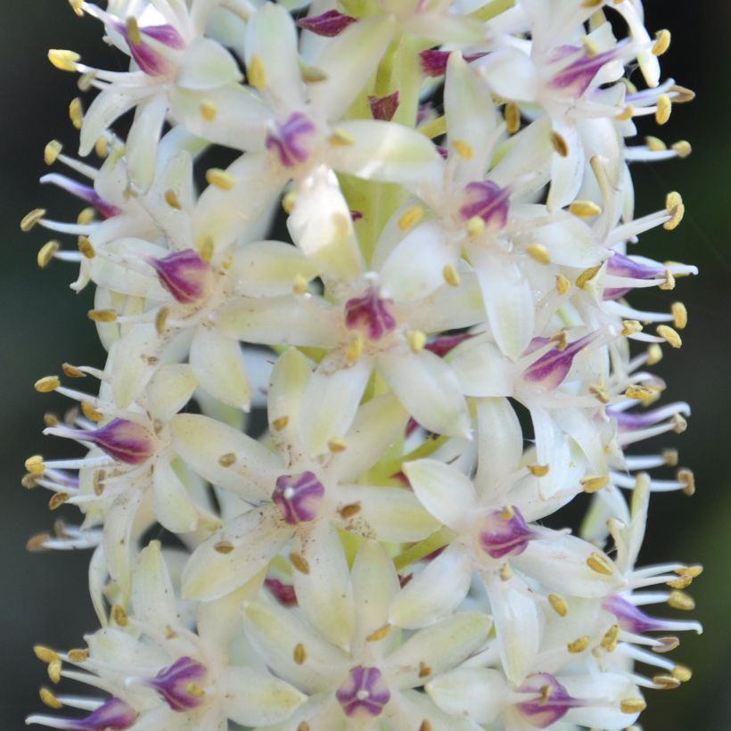 Eucomis pole (Floração)