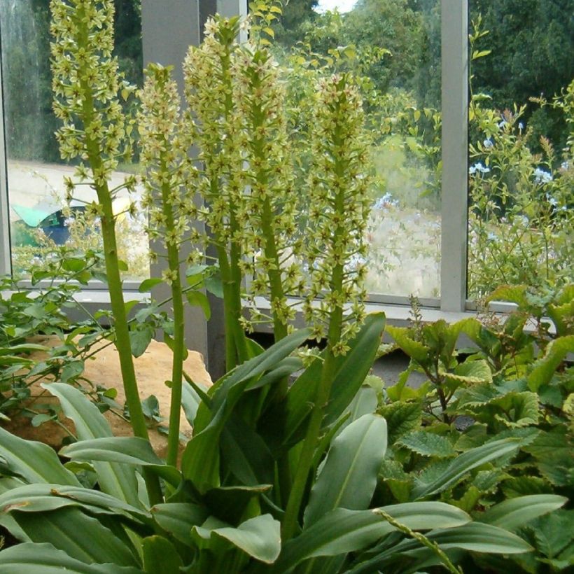 Eucomis pole (Hábito)