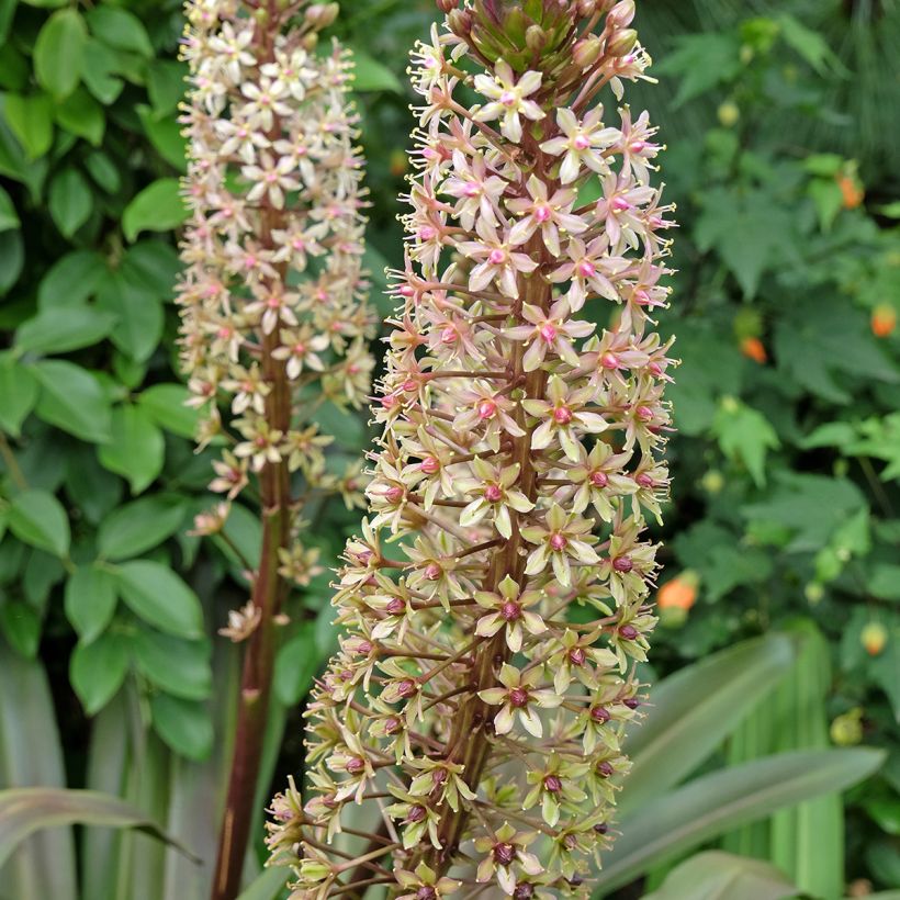Eucomis comosa Sparkling Burgundy (Floração)