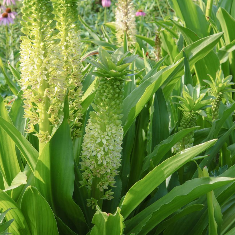 Eucomis comosa Tugela Jade (Floração)