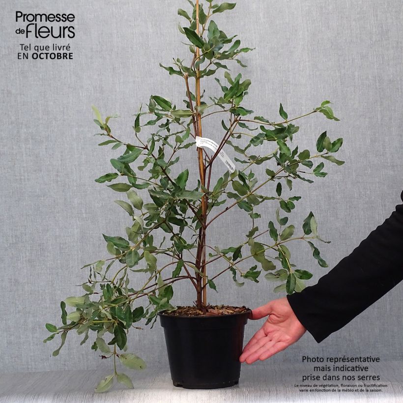 Amostra de Eucryphia intermedia Rostrevor Vaso de 3 L/4 L tal como entregue no outono