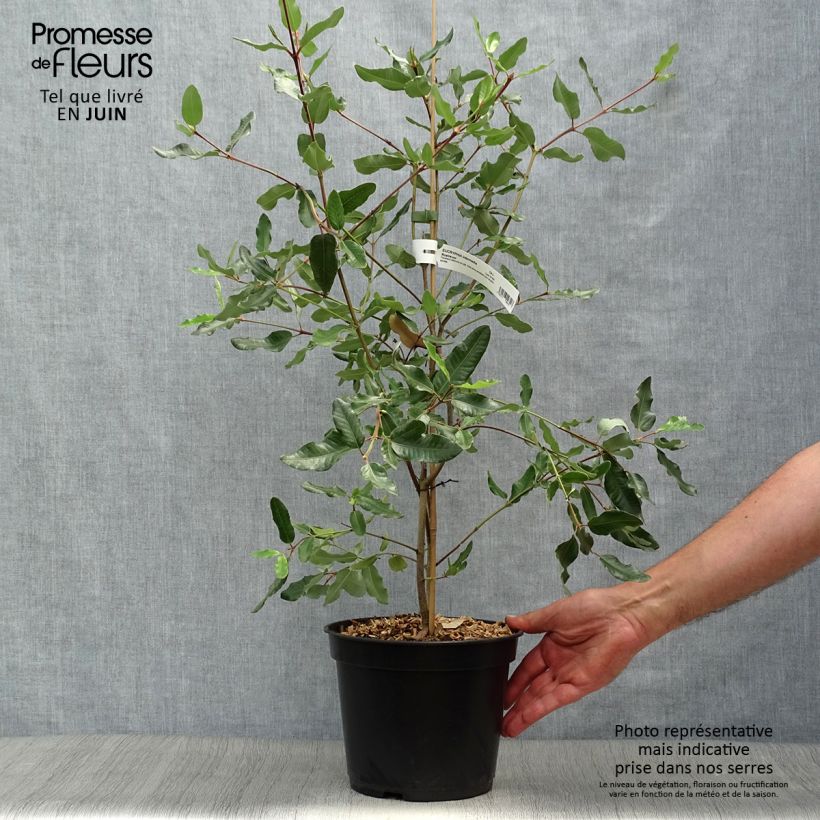Amostra de Eucryphia intermedia Rostrevor Vaso de 3 L/4 L tal como entregue no verão