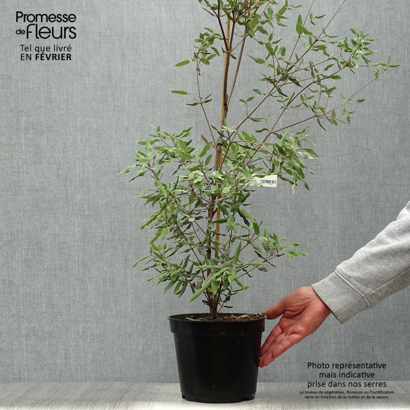 Amostra de Eucryphia lucida Ballerina Vaso de 4 L/5 L tal como entregue no outono