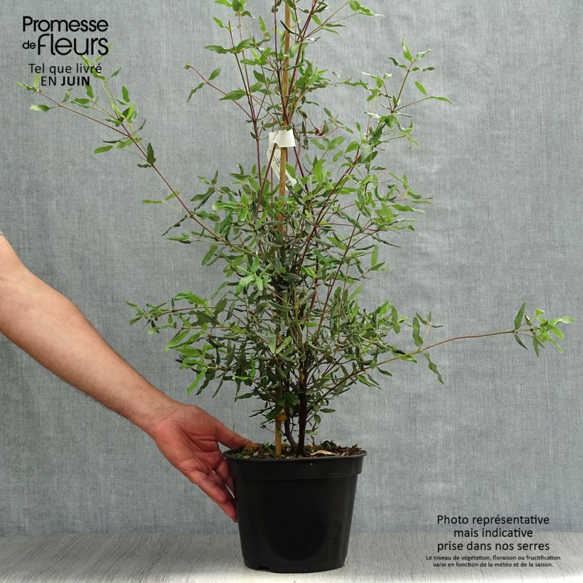 Amostra de Eucryphia lucida Ballerina Vaso de 4 L/5 L tal como entregue no verão