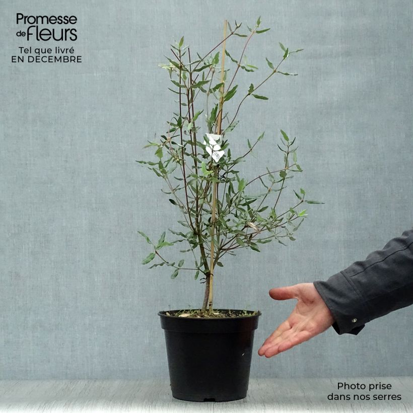 Amostra de Eucryphia lucida Ballerina Vaso de 4 L/5 L tal como entregue no inverno