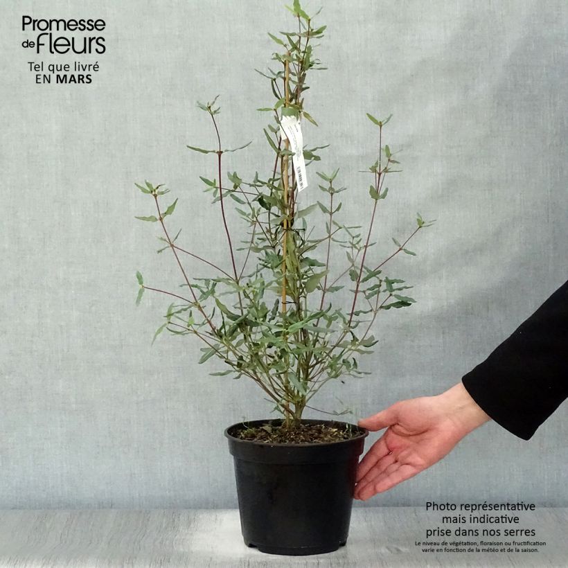 Amostra de Eucryphia lucida Ballerina Vaso de 4 L/5 L tal como entregue na primavera