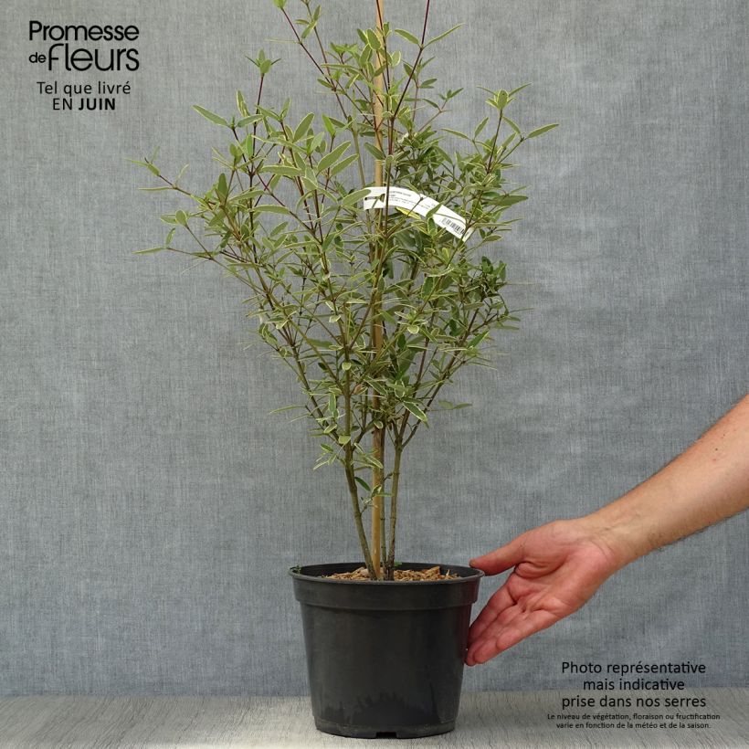 Amostra de Eucryphia lucida Gilt Edge Vaso de 4 L/5 L tal como entregue no verão