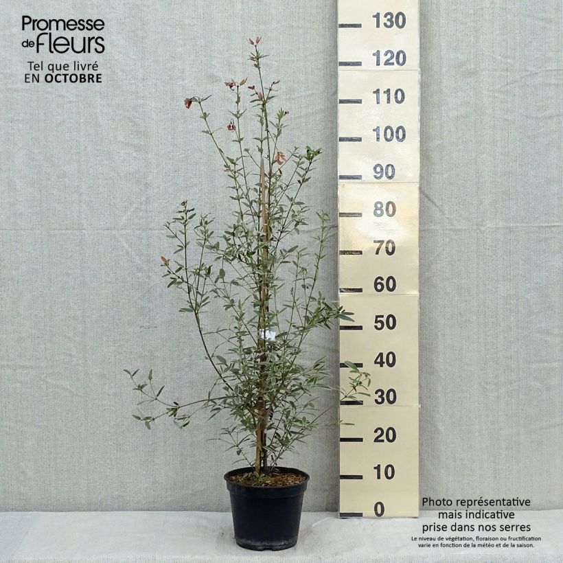 Amostra de Eucryphia lucida Gilt Edge Vaso de 4 L/5 L tal como entregue no outono