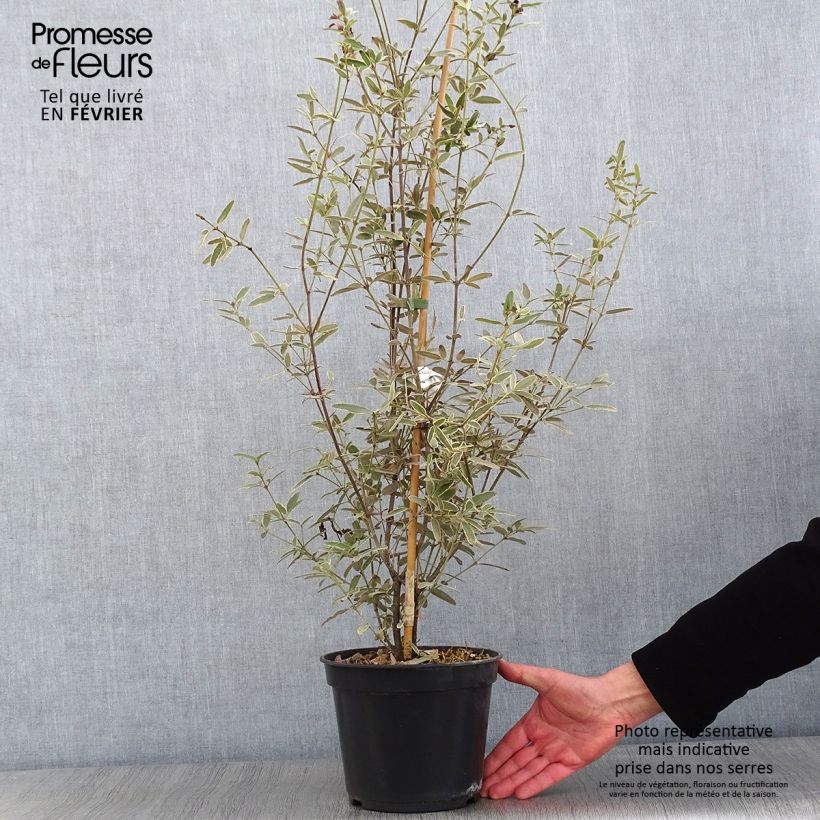 Amostra de Eucryphia lucida Gilt Edge - Eucryphia luisant Vaso de 4 L/5 L tal como entregue no inverno