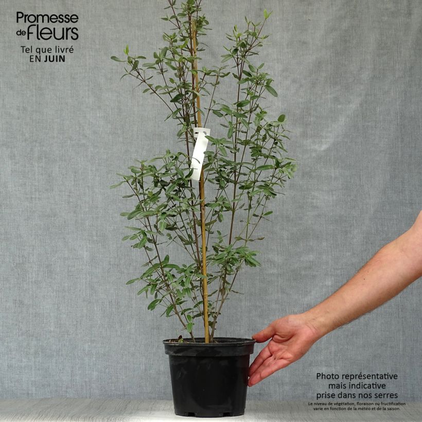 Amostra de Eucryphia lucida Pink Cloud Vaso de 4 L/5 L tal como entregue no verão